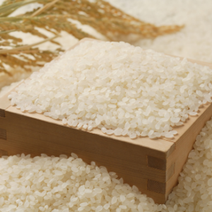 白米（令和８年産コシヒカリ）